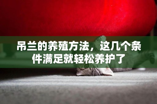 吊蘭的養殖方法，這幾個條件滿足就輕松養護了