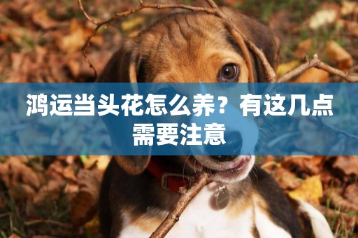 鴻運當頭花怎么養？有這幾點需要注意