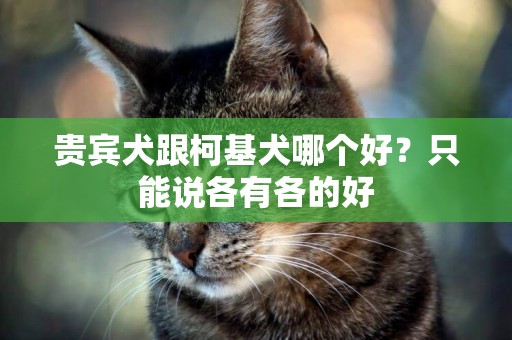 貴賓犬跟柯基犬哪個好？只能說各有各的好