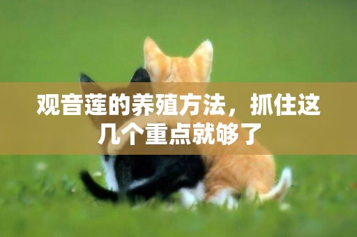 觀音蓮的養殖方法，抓住這幾個重點就夠了