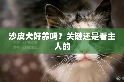 沙皮犬好養嗎？關鍵還是看主人的
