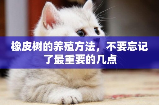 橡皮樹的養殖方法，不要忘記了最重要的幾點