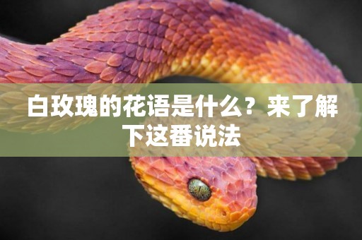白玫瑰的花語是什么？來了解下這番說法