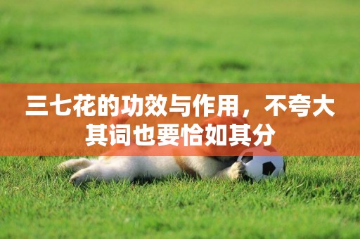 三七花的功效與作用，不夸大其詞也要恰如其分