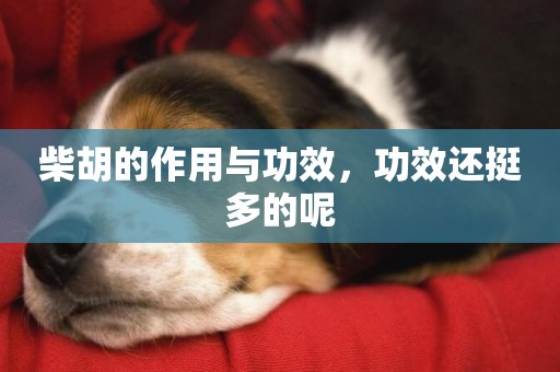 柴胡的作用與功效，功效還挺多的呢