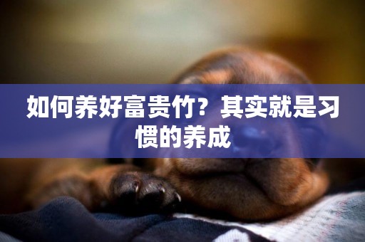 如何養好富貴竹？其實就是習慣的養成