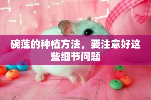 碗蓮的種植方法，要注意好這些細節問題