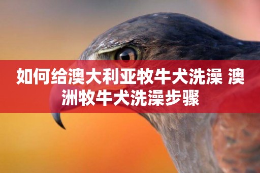 如何給澳大利亞牧牛犬洗澡 澳洲牧牛犬洗澡步驟