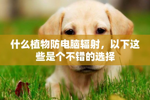 什么植物防電腦輻射，以下這些是個不錯的選擇