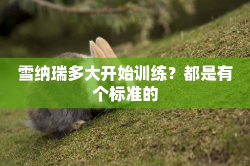 雪納瑞多大開始訓練？都是有個標準的