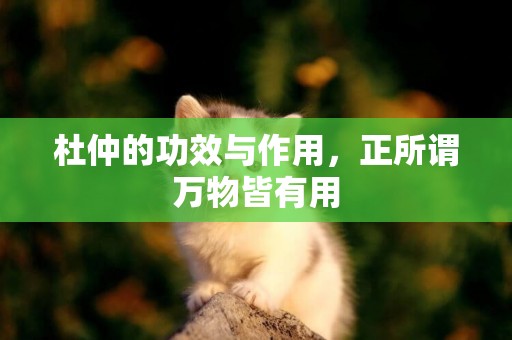 杜仲的功效與作用，正所謂萬物皆有用