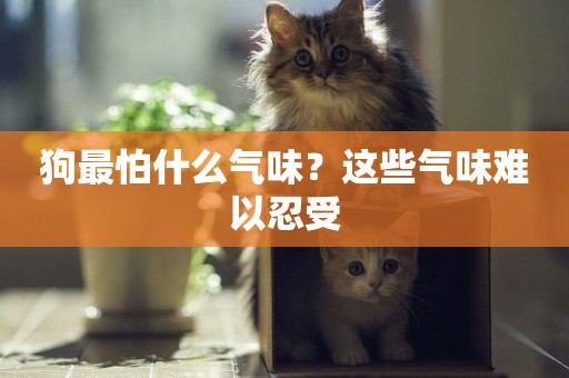 狗最怕什么氣味？這些氣味難以忍受