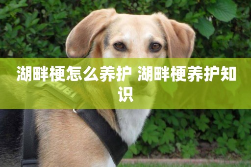 湖畔梗怎么養護 湖畔梗養護知識
