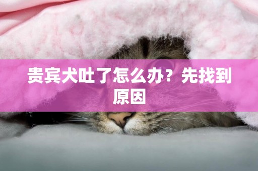 貴賓犬吐了怎么辦？先找到原因