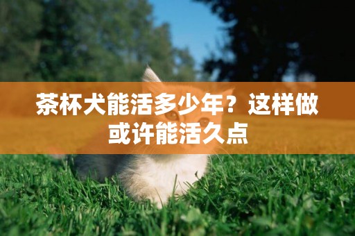 茶杯犬能活多少年？這樣做或許能活久點