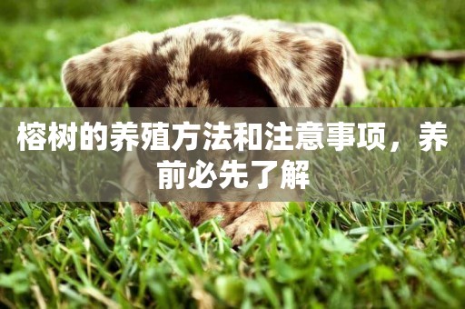 榕樹的養殖方法和注意事項，養前必先了解