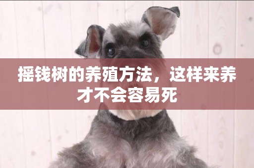 搖錢樹的養殖方法，這樣來養才不會容易死