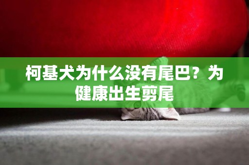 柯基犬為什么沒有尾巴？為健康出生剪尾
