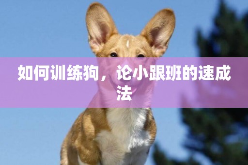 如何訓練狗，論小跟班的速成法