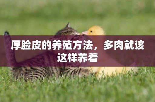 厚臉皮的養殖方法，多肉就該這樣養著