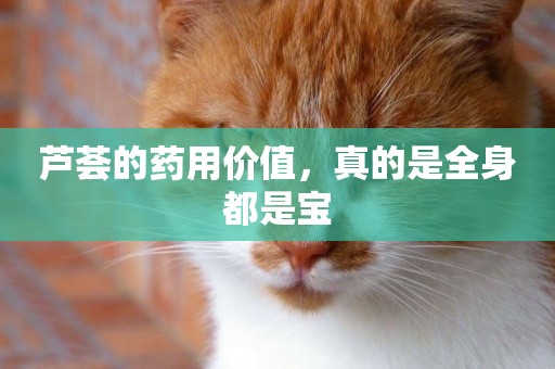 蘆薈的藥用價值，真的是全身都是寶