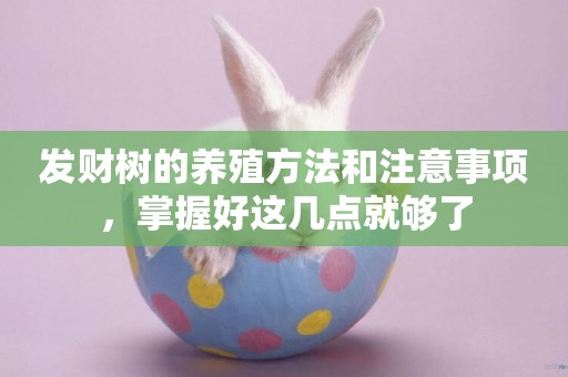 發財樹的養殖方法和注意事項，掌握好這幾點就夠了