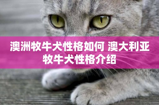 澳洲牧牛犬性格如何 澳大利亞牧牛犬性格介紹