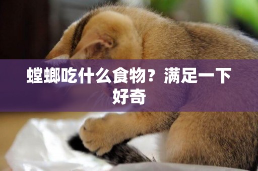 螳螂吃什么食物？滿足一下好奇