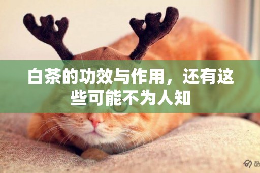 白茶的功效與作用，還有這些可能不為人知