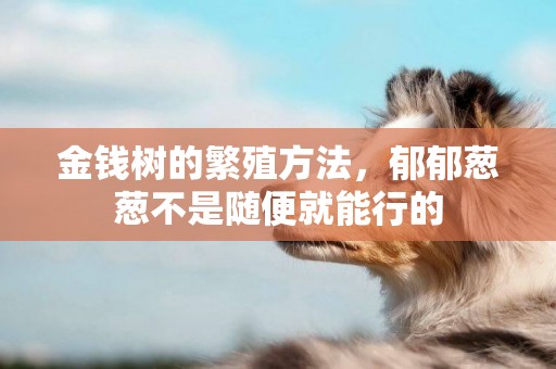 金錢樹的繁殖方法，郁郁蔥蔥不是隨便就能行的