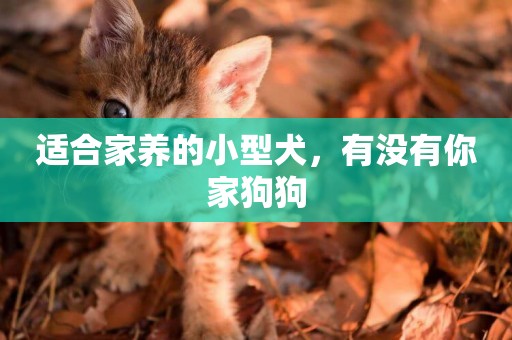 適合家養的小型犬，有沒有你家狗狗