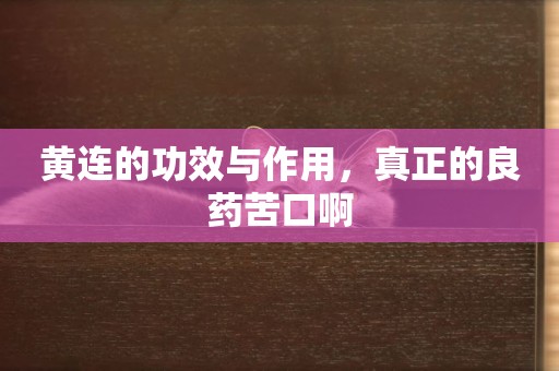 黃連的功效與作用，真正的良藥苦口啊