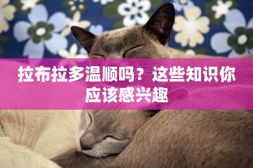 拉布拉多溫順嗎？這些知識你應該感興趣