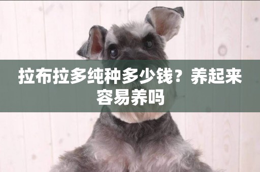 拉布拉多純種多少錢？養起來容易養嗎