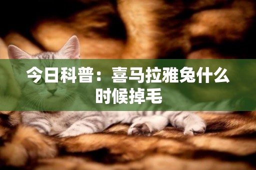 今日科普：喜馬拉雅兔什么時候掉毛