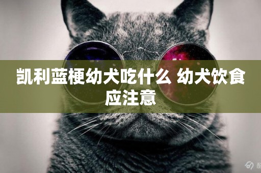 凱利藍梗幼犬吃什么 幼犬飲食應注意