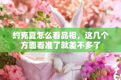 約克夏怎么看品相，這幾個方面看準了就差不多了