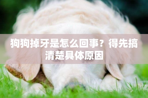 狗狗掉牙是怎么回事？得先搞清楚具體原因