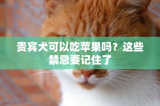 貴賓犬可以吃蘋果嗎？這些禁忌要記住了
