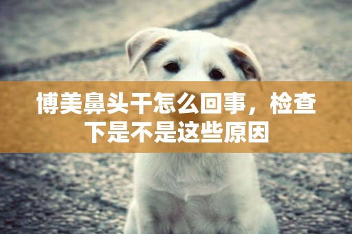 博美鼻頭干怎么回事，檢查下是不是這些原因