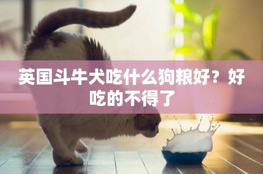 英國斗牛犬吃什么狗糧好？好吃的不得了