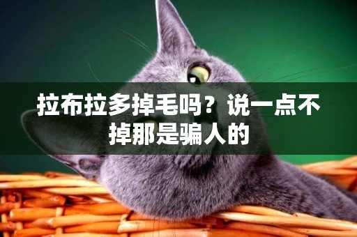 拉布拉多掉毛嗎？說一點不掉那是騙人的