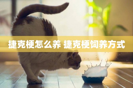捷克梗怎么養 捷克梗飼養方式