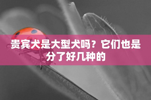 貴賓犬是大型犬嗎？它們也是分了好幾種的