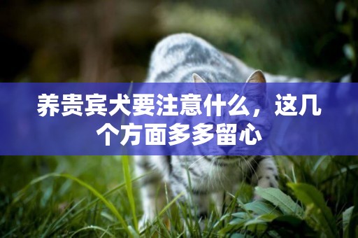 養貴賓犬要注意什么，這幾個方面多多留心
