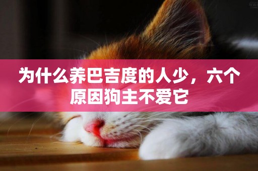 為什么養巴吉度的人少，六個原因狗主不愛它