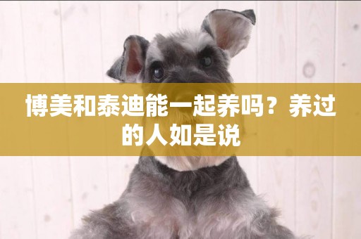 博美和泰迪能一起養嗎？養過的人如是說