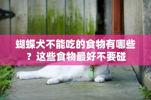 蝴蝶犬不能吃的食物有哪些？這些食物最好不要碰