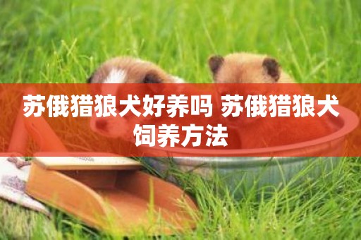 蘇俄獵狼犬好養嗎 蘇俄獵狼犬飼養方法