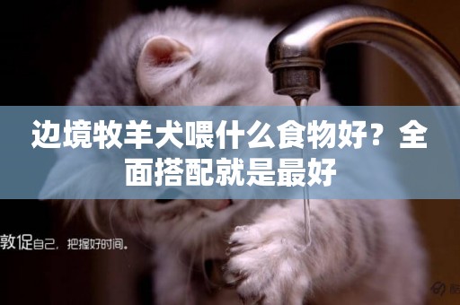邊境牧羊犬喂什么食物好？全面搭配就是最好